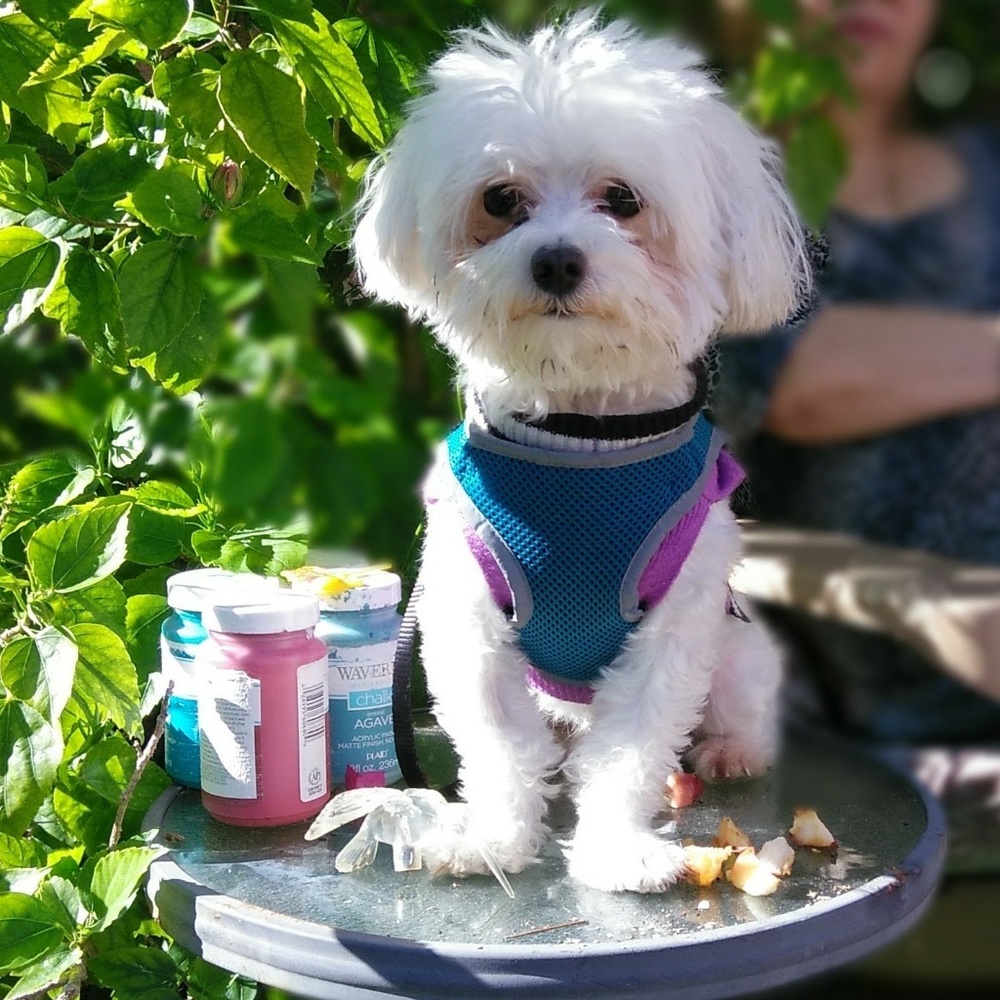 Meet your Posher, Princy